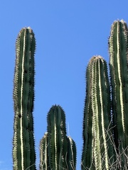 Pachycereus pecten-aboriginum