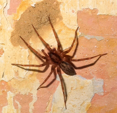 Liocranum rupicola
