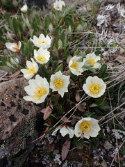Dryas