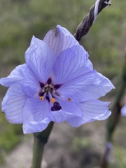 Aristea spiralis