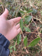 Berberis glaucocarpa