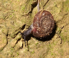 Helicodonta obvoluta