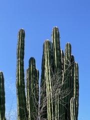 Pachycereus pecten-aboriginum