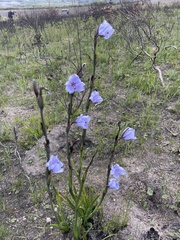 Aristea spiralis