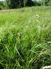 Valeriana officinalis
