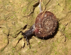 Helicodonta obvoluta