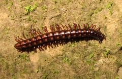 Strongylosoma