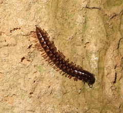 Strongylosoma