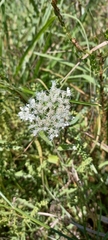 Eupatorium serotinum