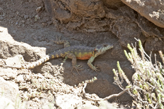 Pseudocordylus subviridis