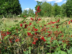 Ribes rubrum