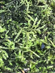 Brachythecium rutabulum