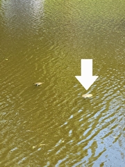 Apalone spinifera pallida