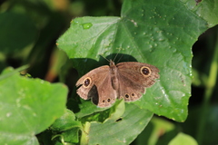 Ypthima huebneri