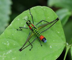 Paramastax rosenbergi