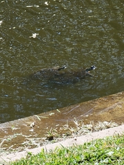 Pseudemys concinna concinna