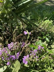 Physostegia pulchella
