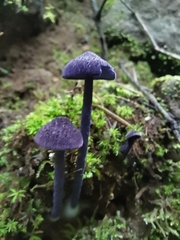 Entoloma occidentale