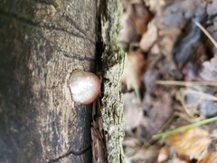 Lycogala flavofuscum