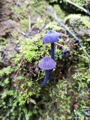 Entoloma occidentale
