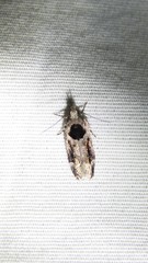 Pseudochelaria walsinghami
