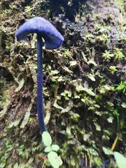 Entoloma occidentale