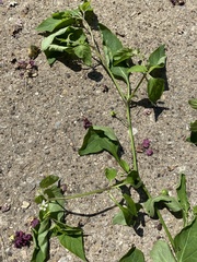 Solanum emulans