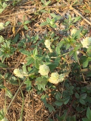Gomphrena celosioides