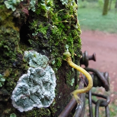 Psamatodes abydata
