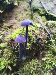 Entoloma occidentale