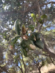 Quercus agrifolia