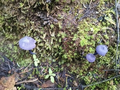 Entoloma occidentale