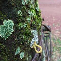 Psamatodes abydata