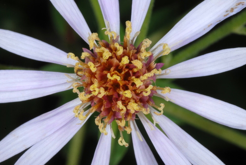 bigleaf aster (Eurybia macrophylla)