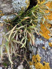 Asplenium septentrionale