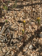 Amblyopappus pusillus