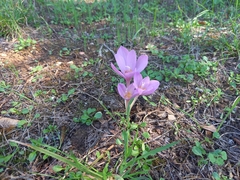 Colchicum lusitanum