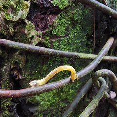 Psamatodes abydata