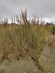 Ammophila arenaria