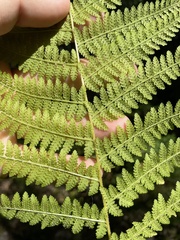 Dennstaedtia