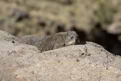 Procavia capensis capensis