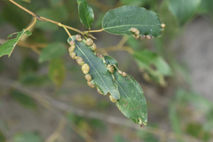 Thecabius populimonilis