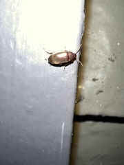 Tenebrionoidea