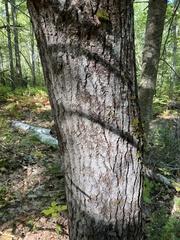 Populus grandidentata
