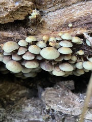 Hypholoma subviride