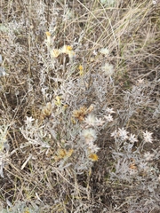 Galatella villosa