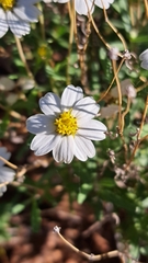 Melampodium leucanthum