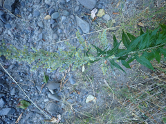 Artemisia douglasiana