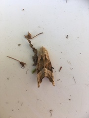 Phlogophora meticulosa