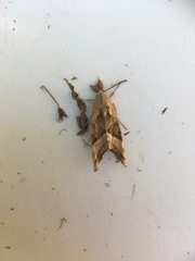 Phlogophora meticulosa